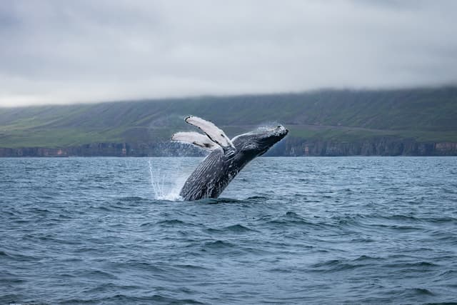 whale watching