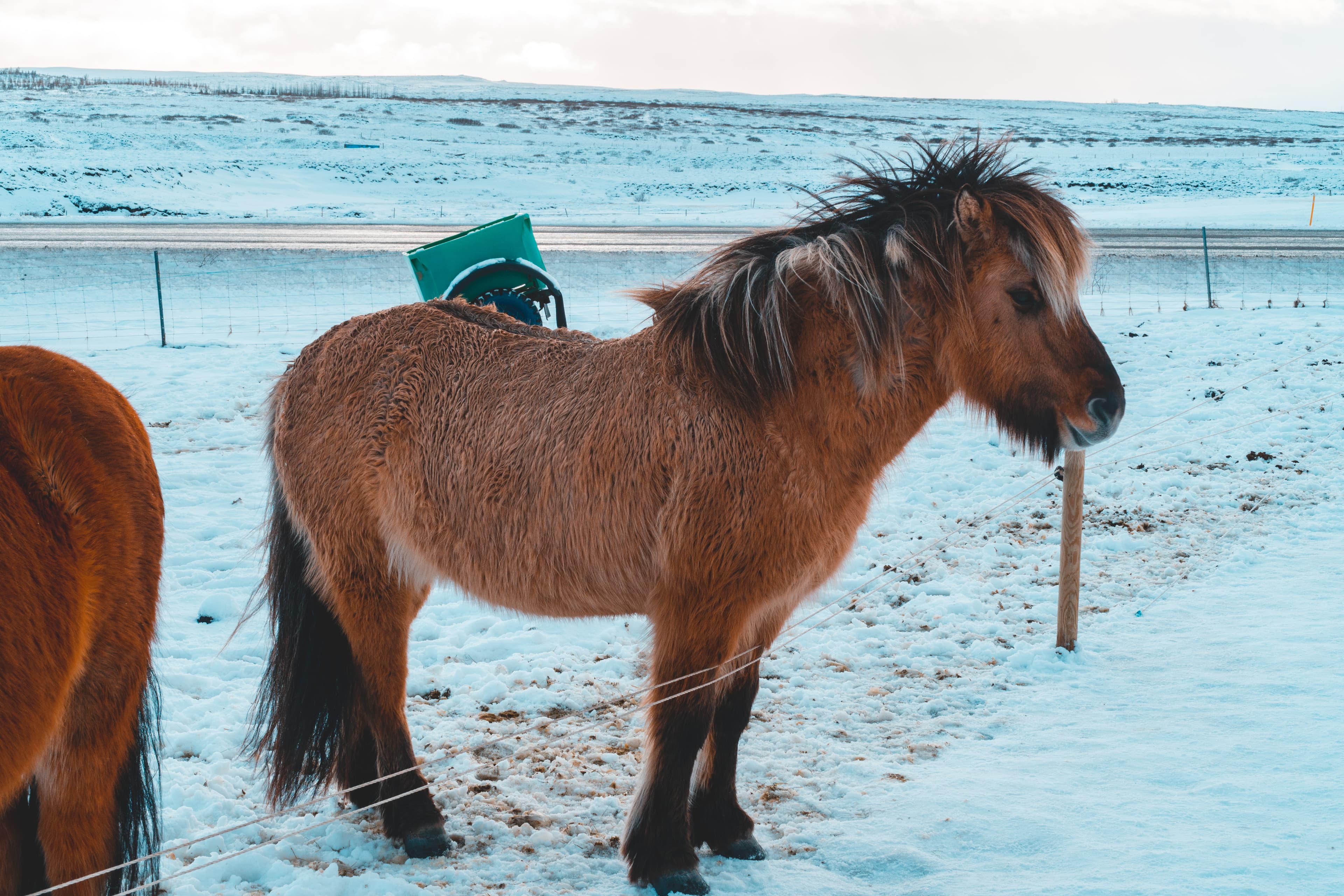 Horses