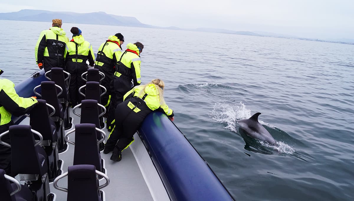 rib-boat-from-dalvik-1200x628-2