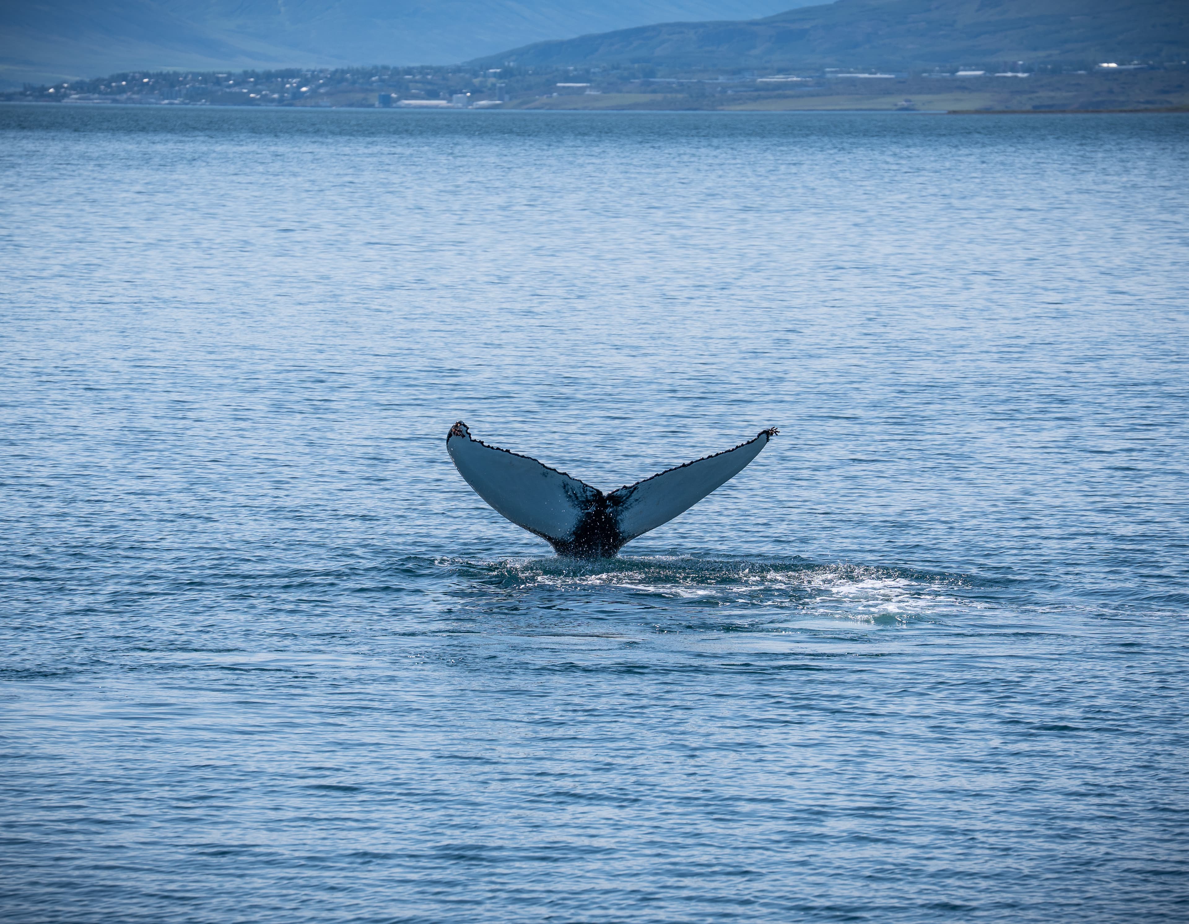 Whale Watching Akureyri @hikeshotz