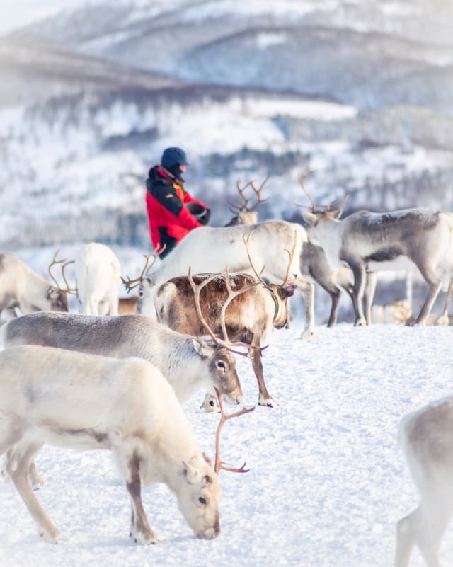 Man-by-group-of-reindeers-in-Tromso