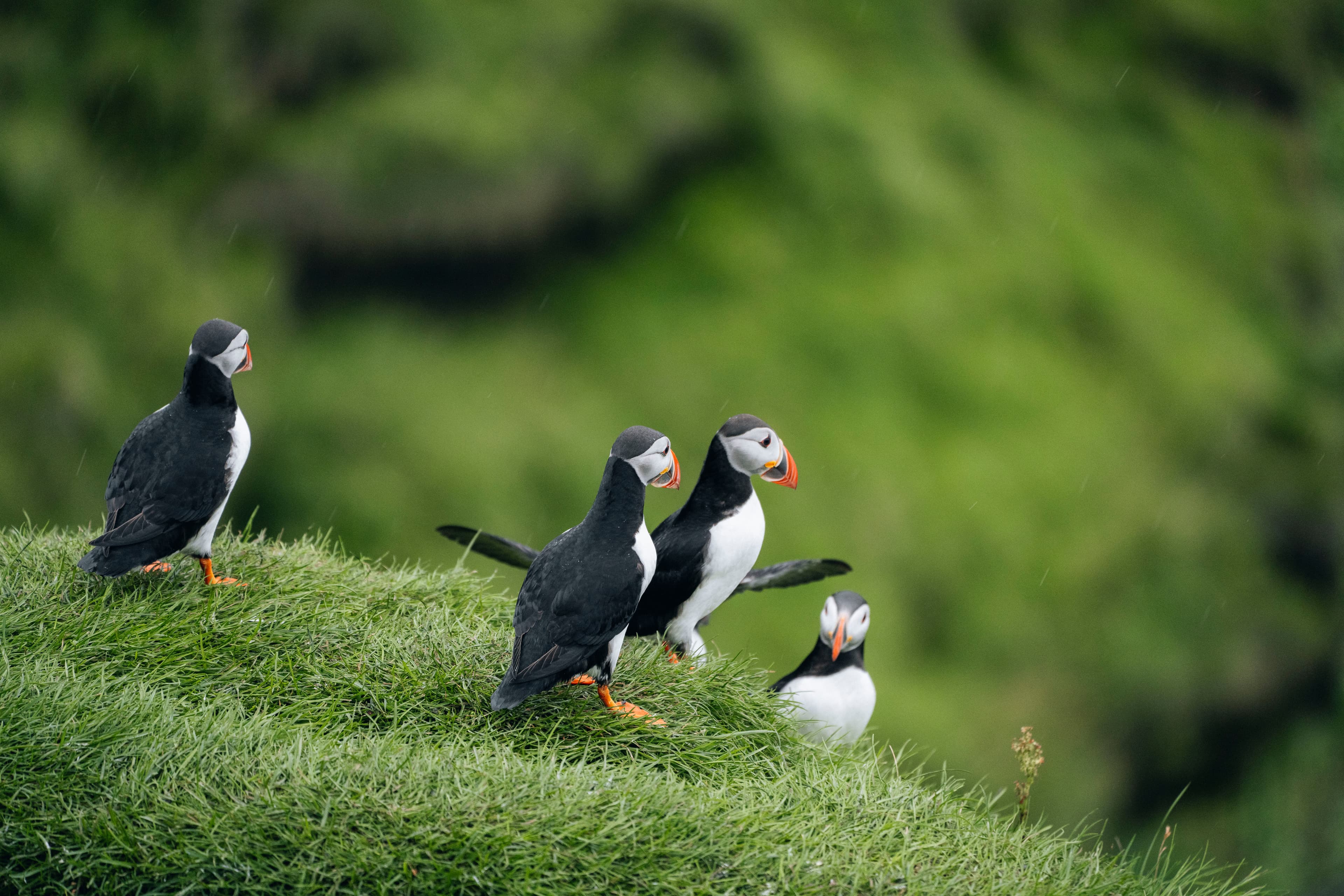 puffin-westmanni-slands