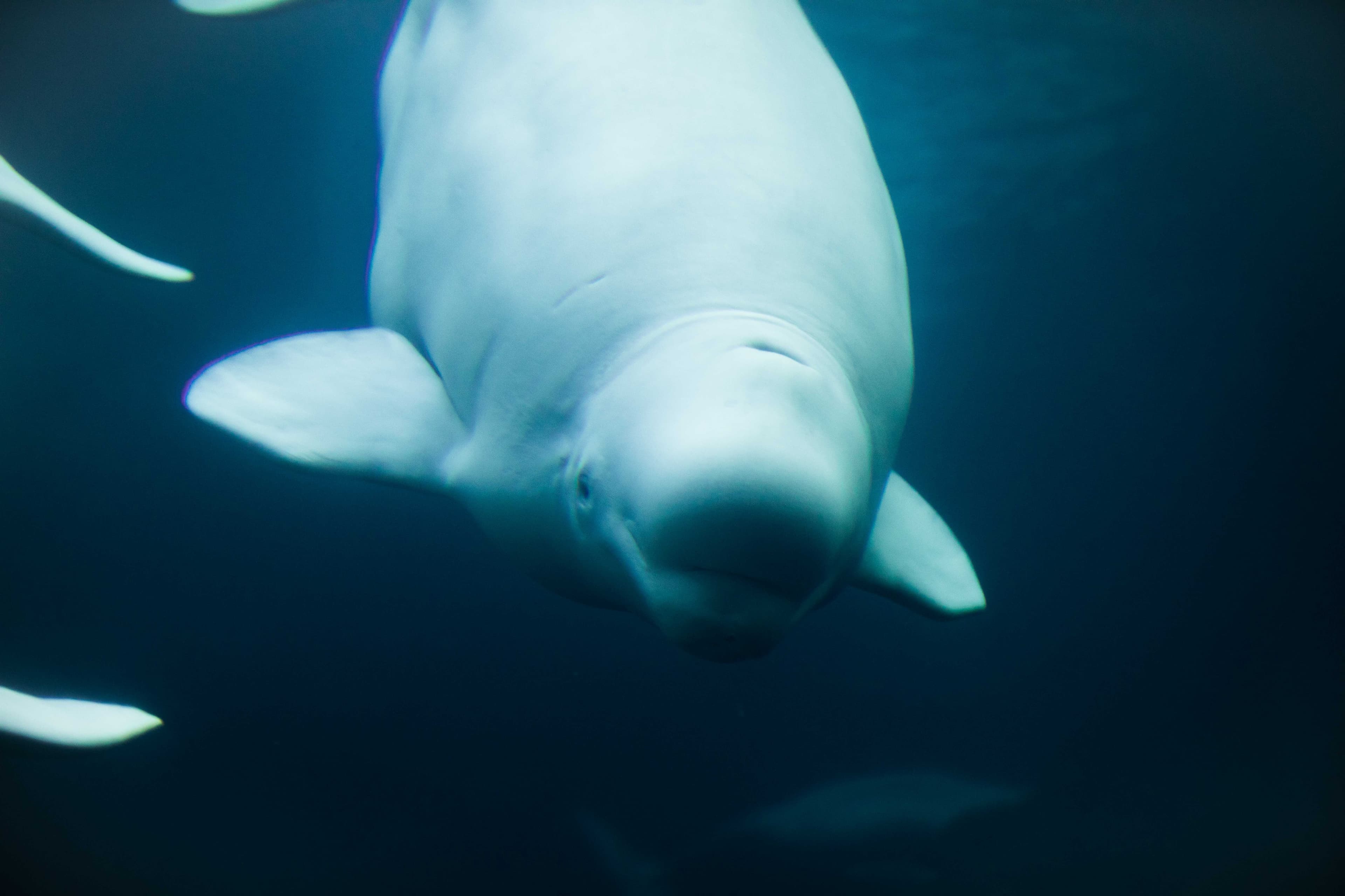 9-beluga-whale
