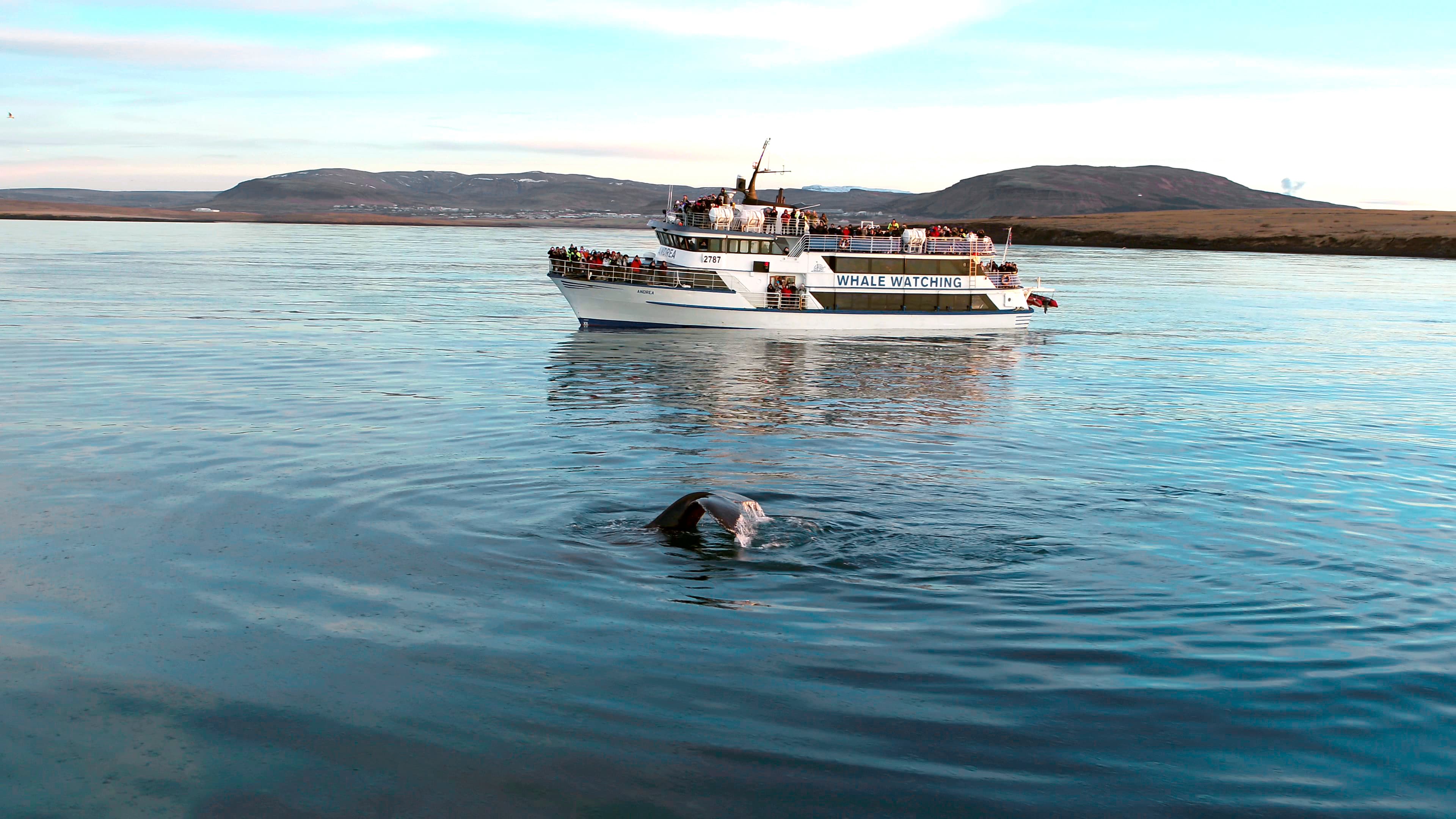 whale watching from reykjavik 06