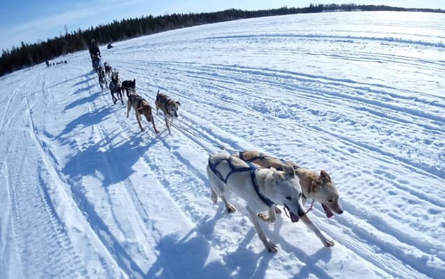 Yellowknife Dog Sledding Tour 2