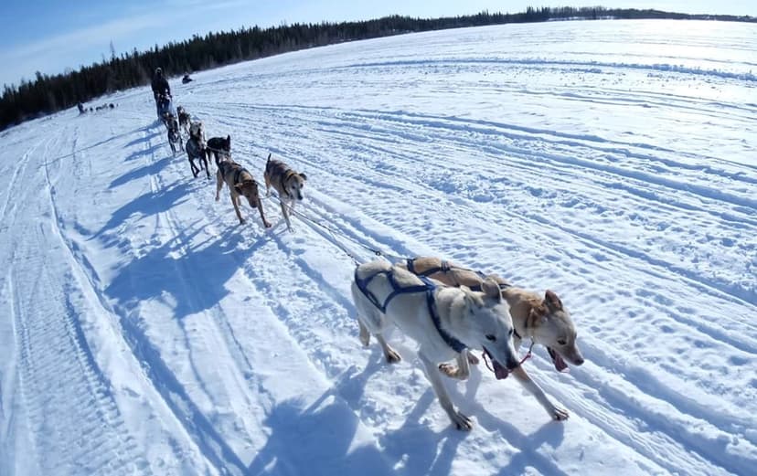 Yellowknife Dog Sledding Tour 2