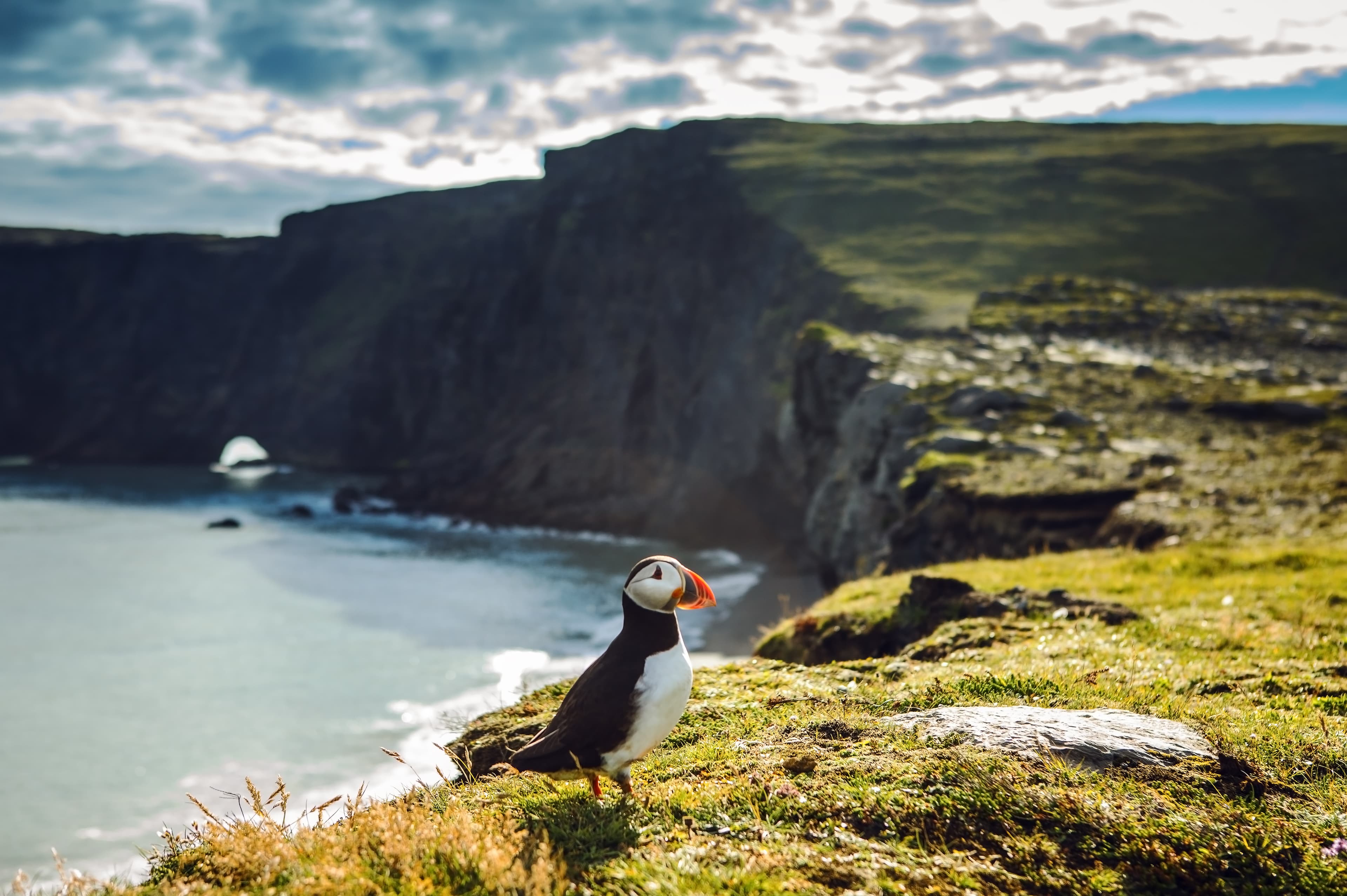 puffin-iceland