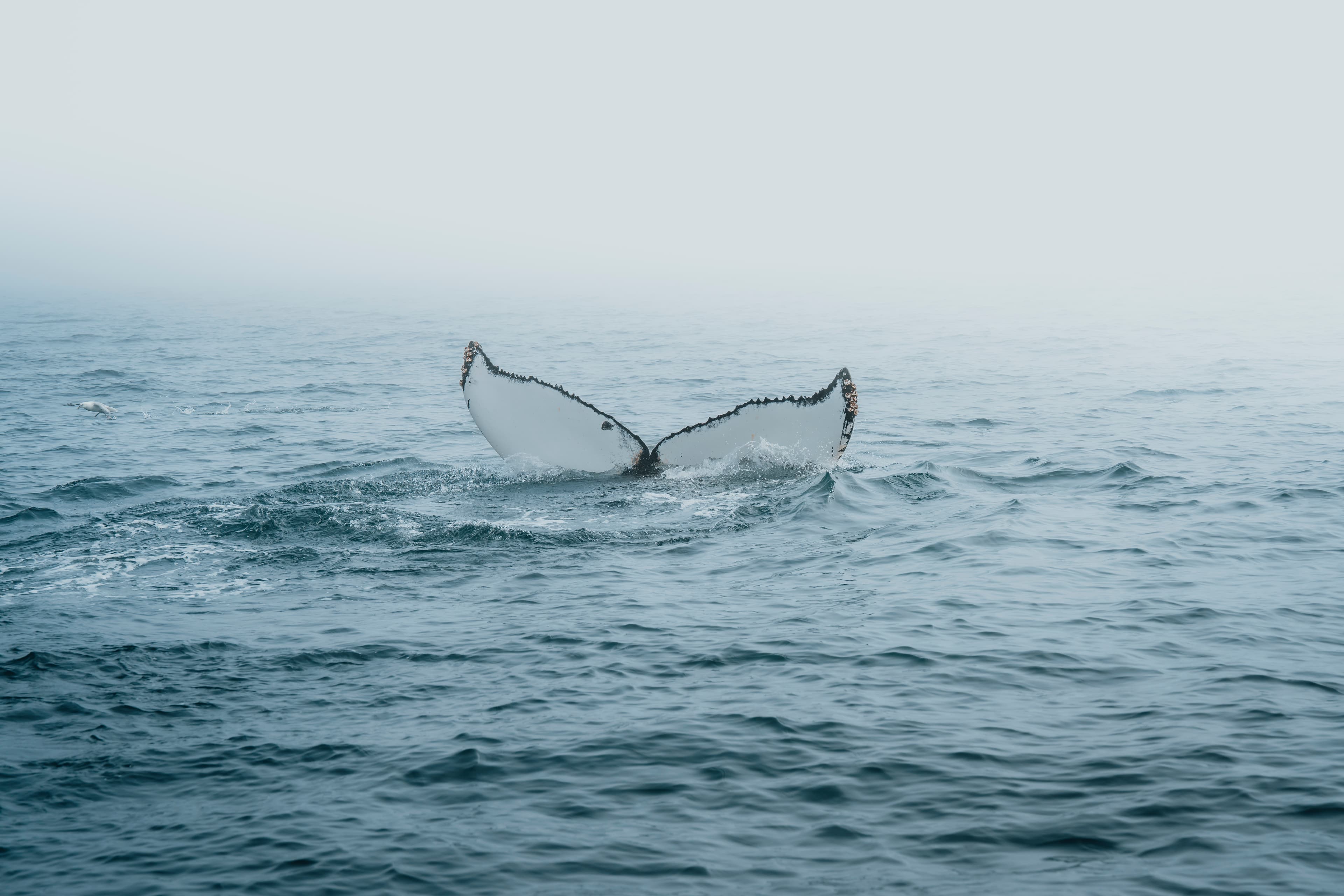 whale-watching-north