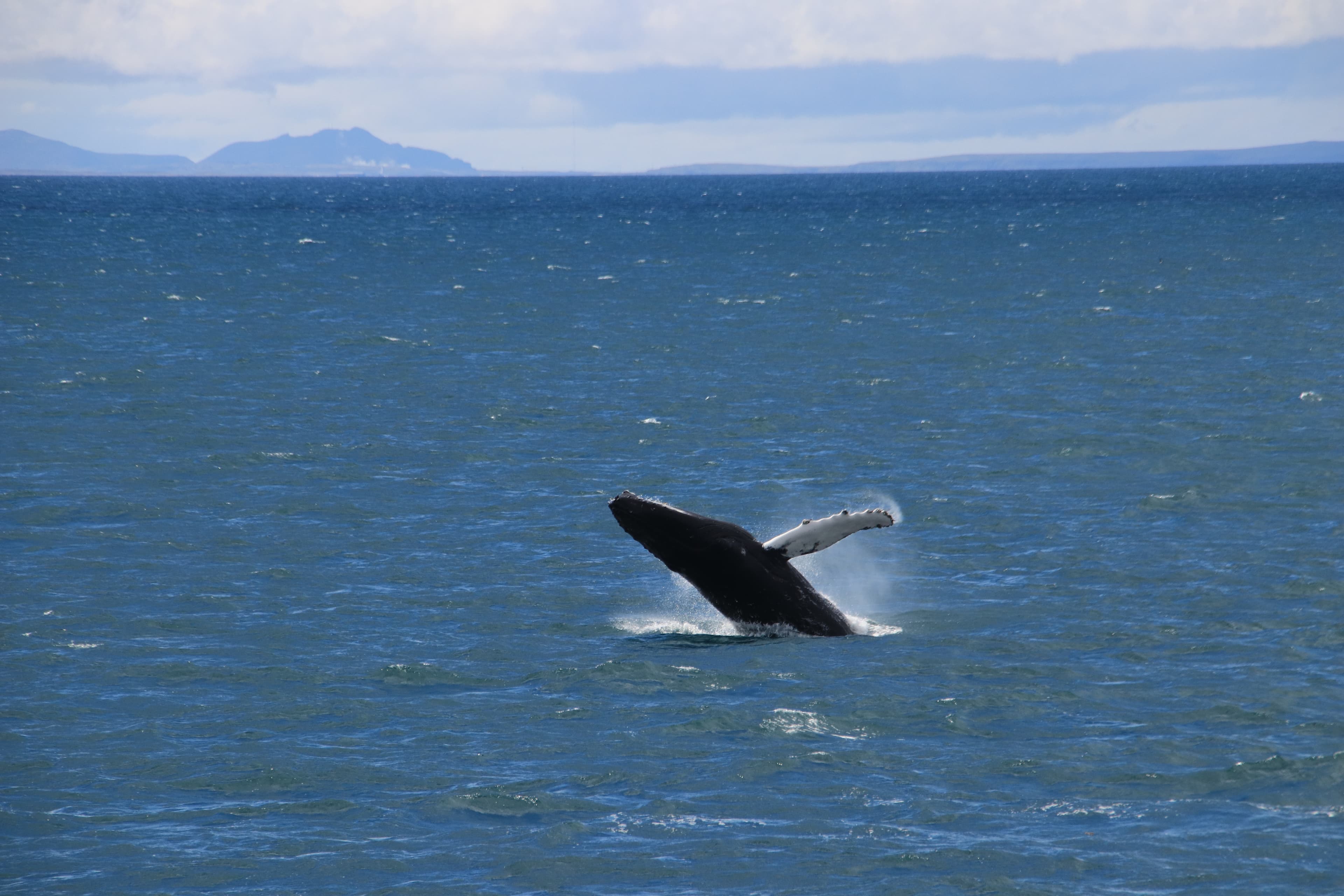 whale watching from reykjavik 21
