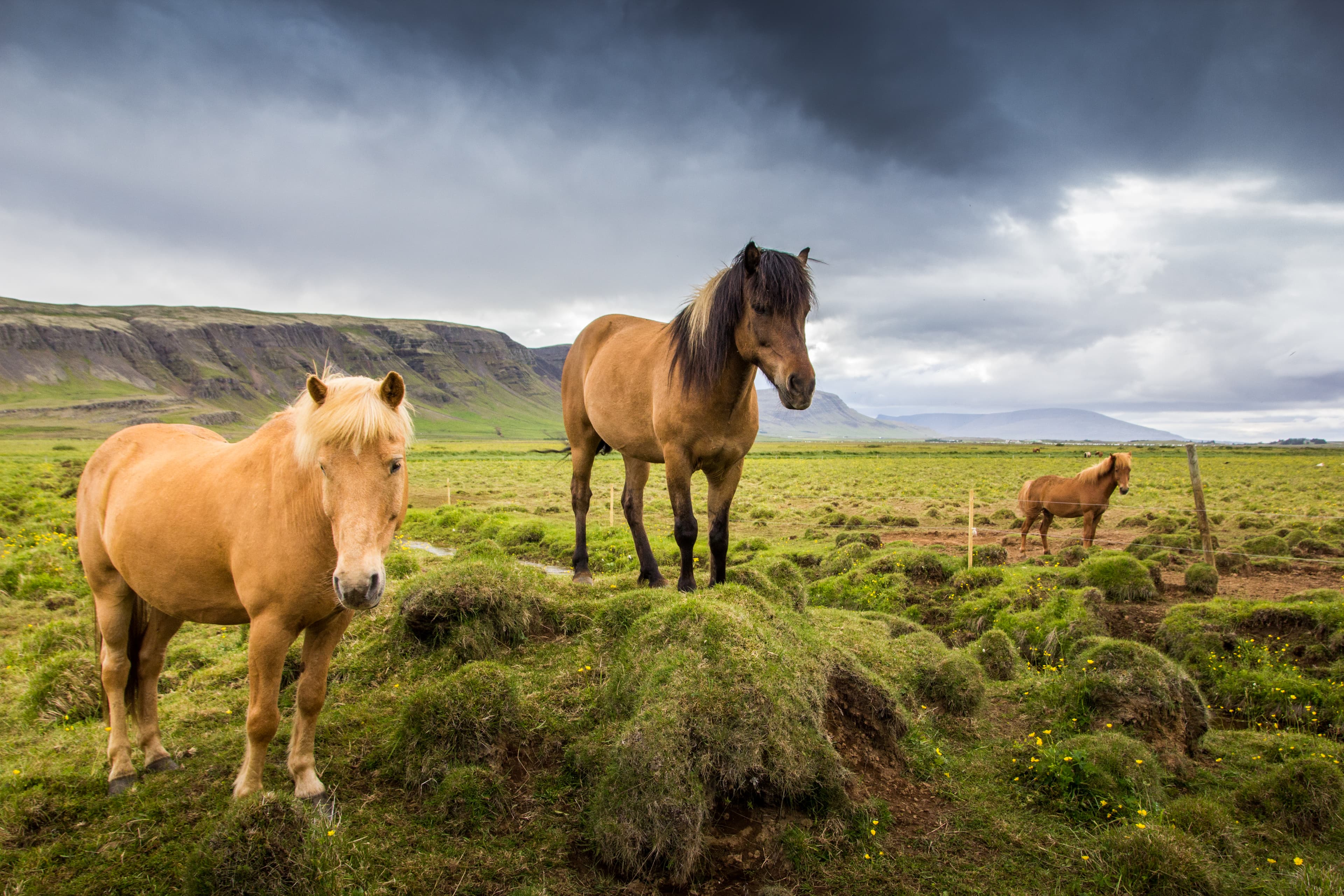 HORSE WHALE-8637