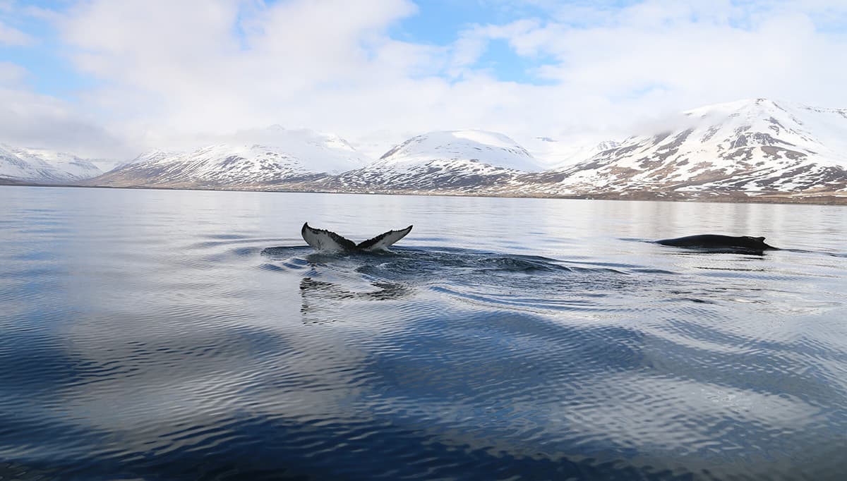 rib-boat-from-dalvik-1200x628-4