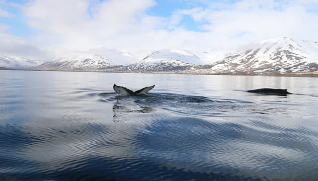 rib-boat-from-dalvik-1200x628-4