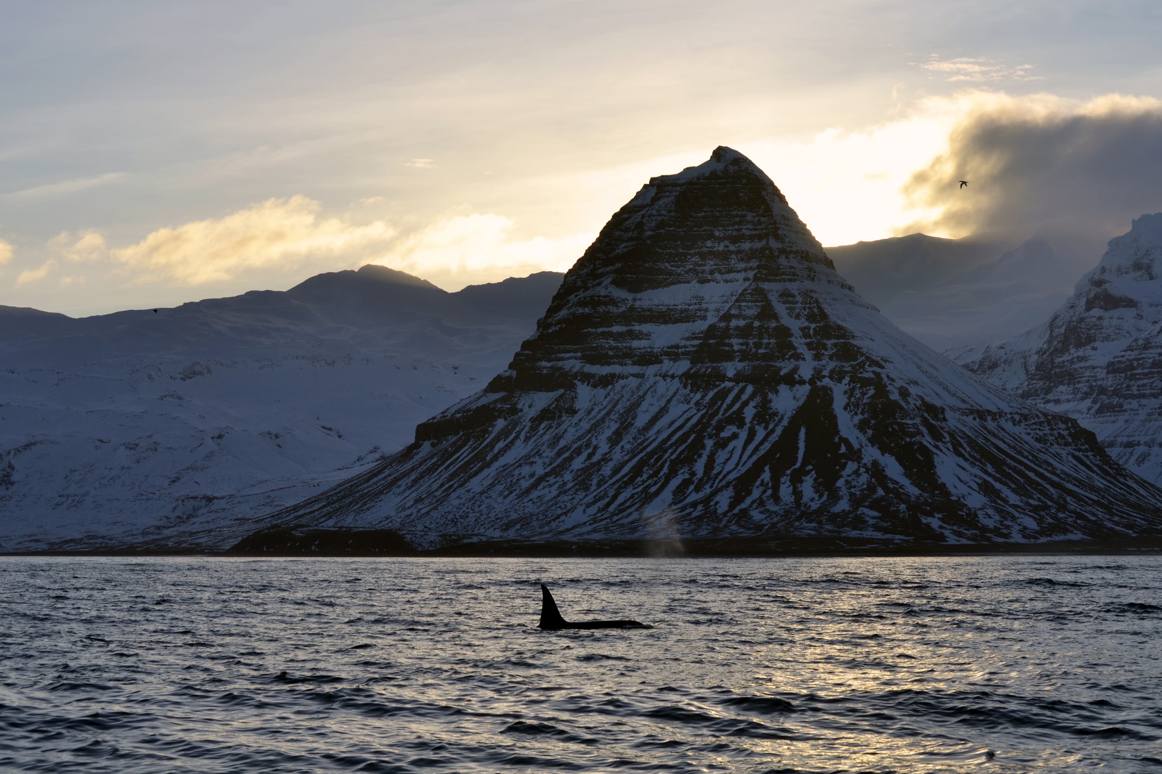 Olafsvik-whale-watching-tour3