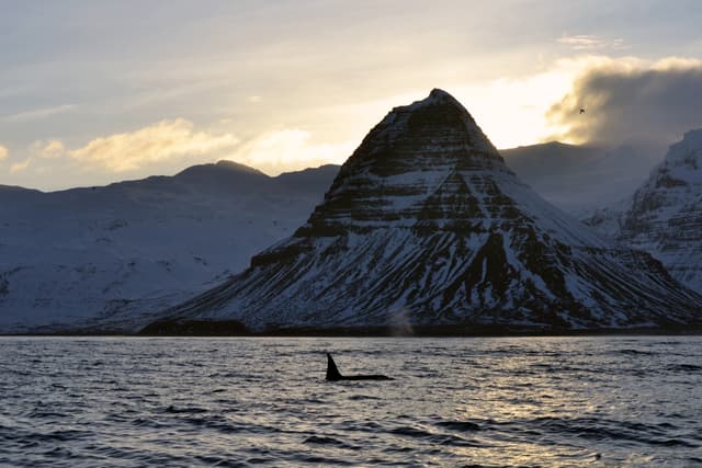 Olafsvik-whale-watching-tour3