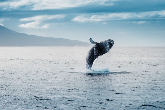 humpback-whale-breaching-iceland