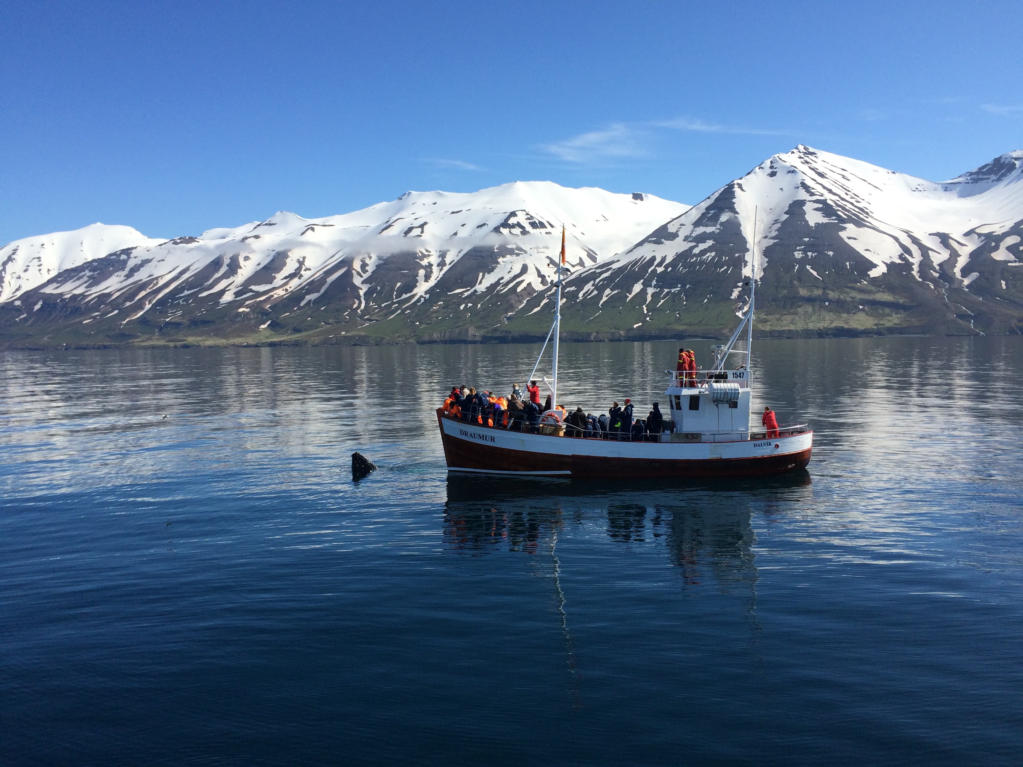 Whale-Watching-Dalvik-North-Iceland-2