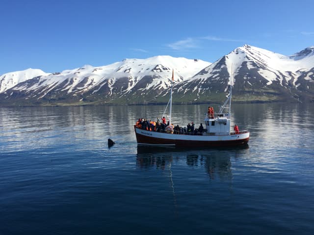 Whale-Watching-Dalvik-North-Iceland-2