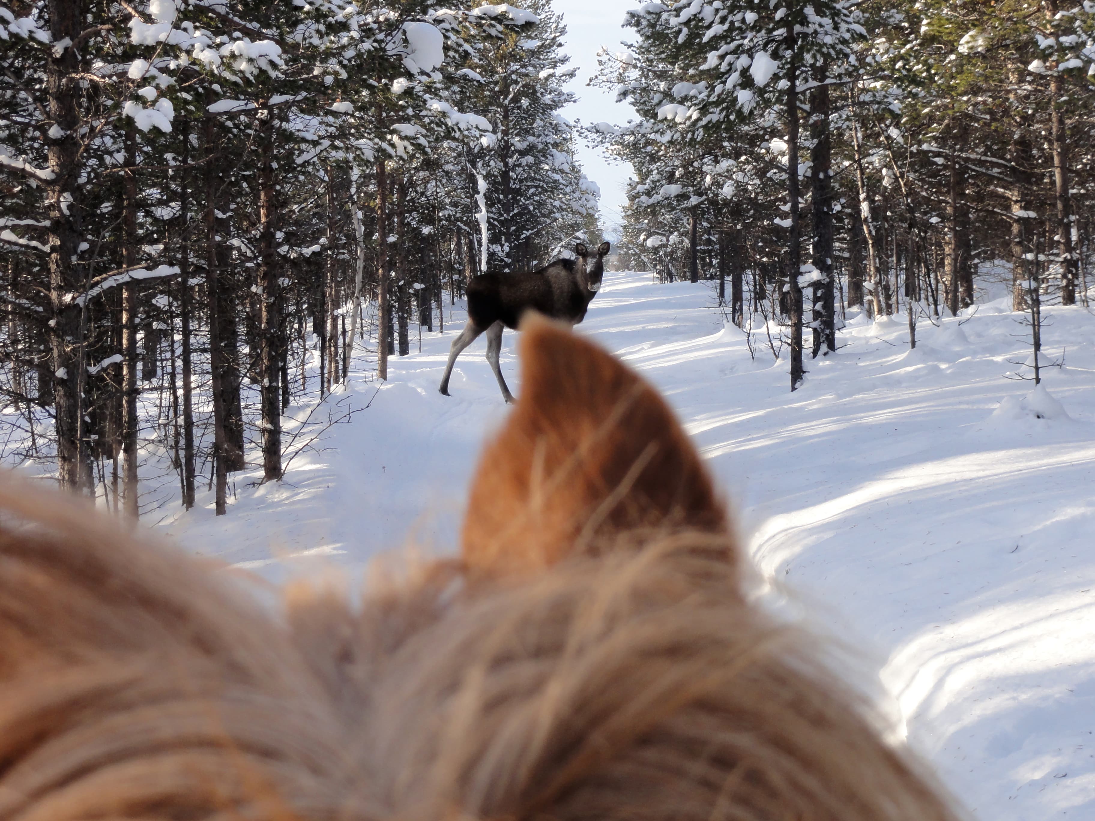 moose-safari 01