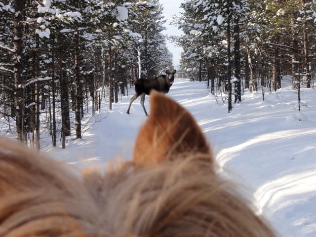 moose-safari 01