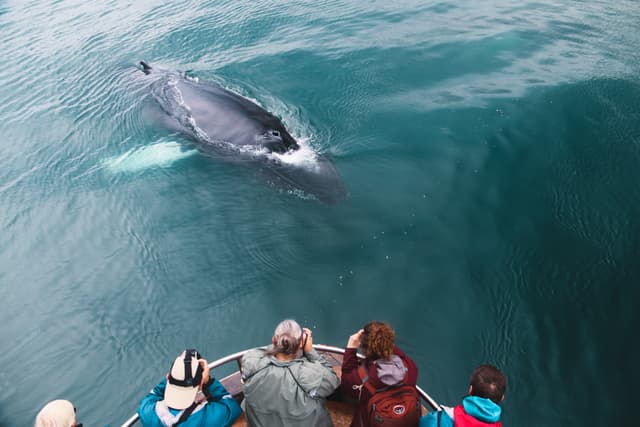 whale-watching-1