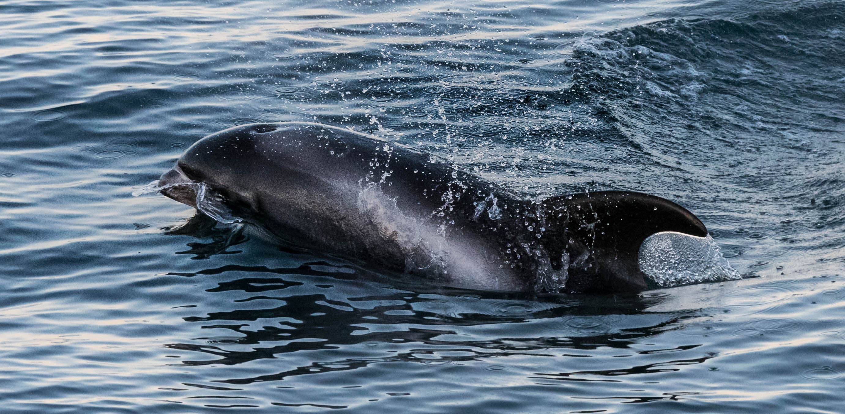 whale watching from reykjavik 39