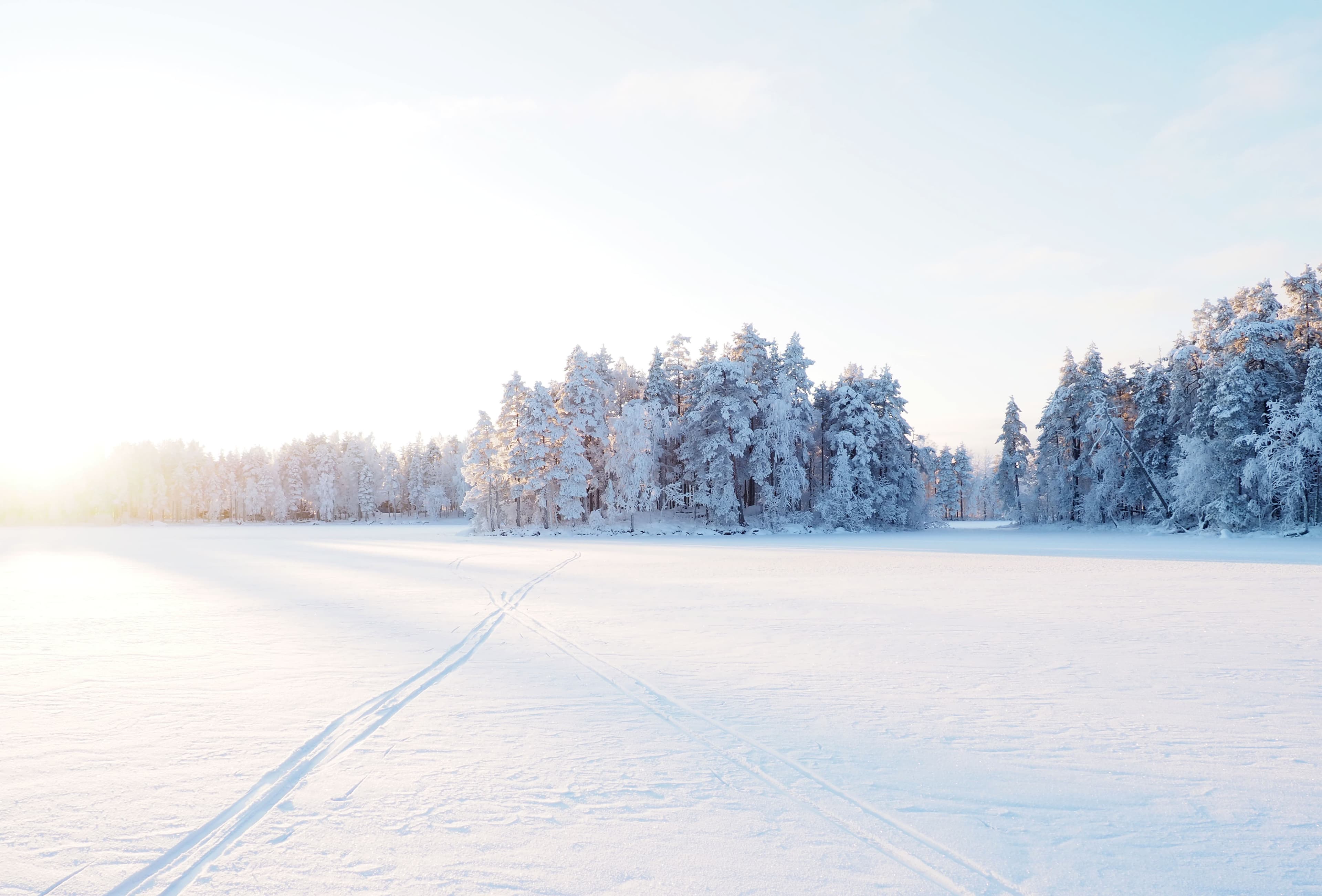 winter-wonderland-beautiful-forest