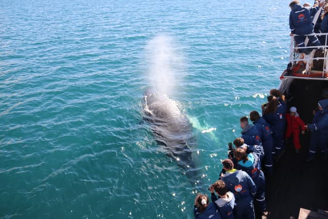 whales of iceland11