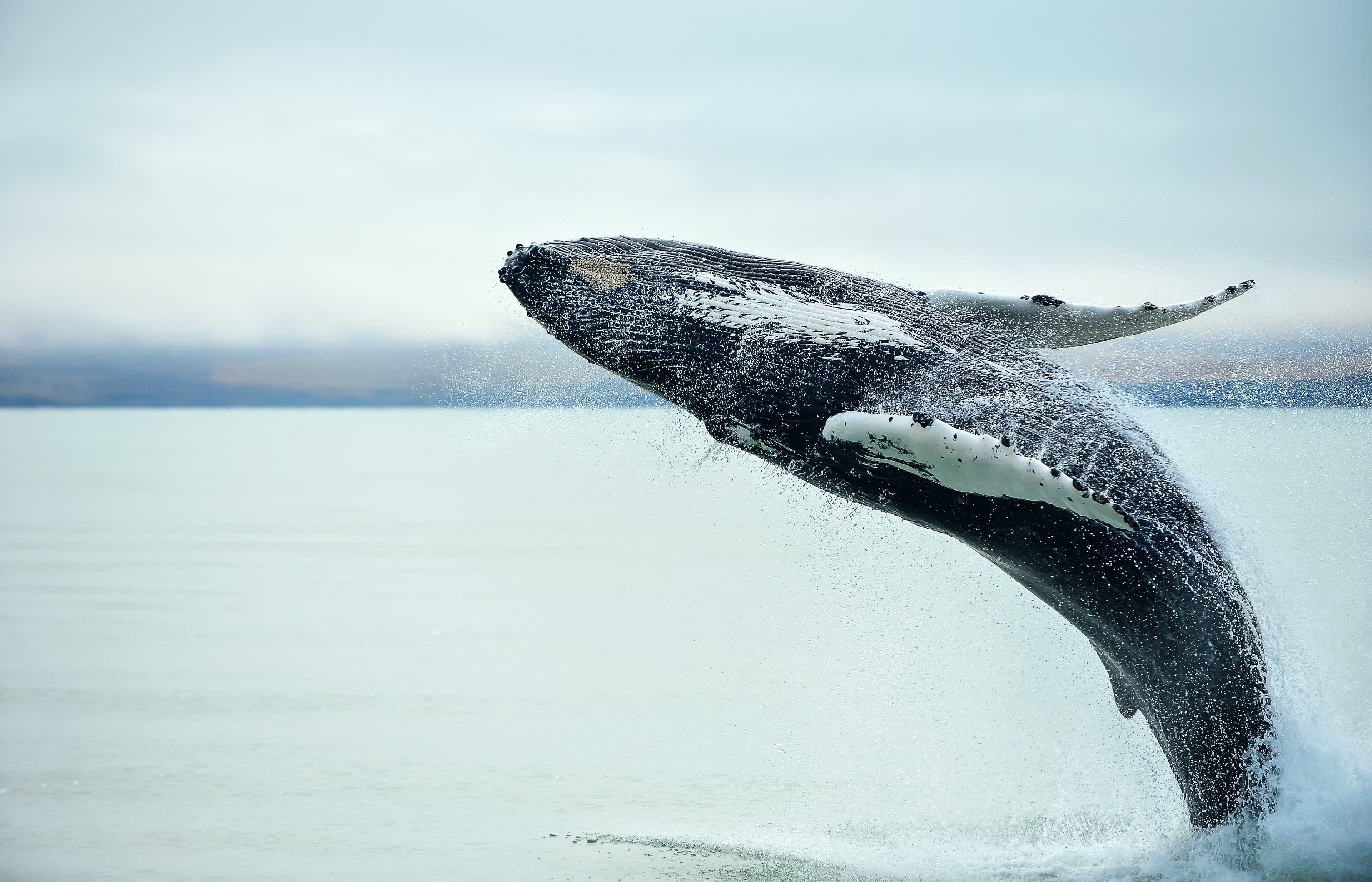 Whale-Watching-westfjords