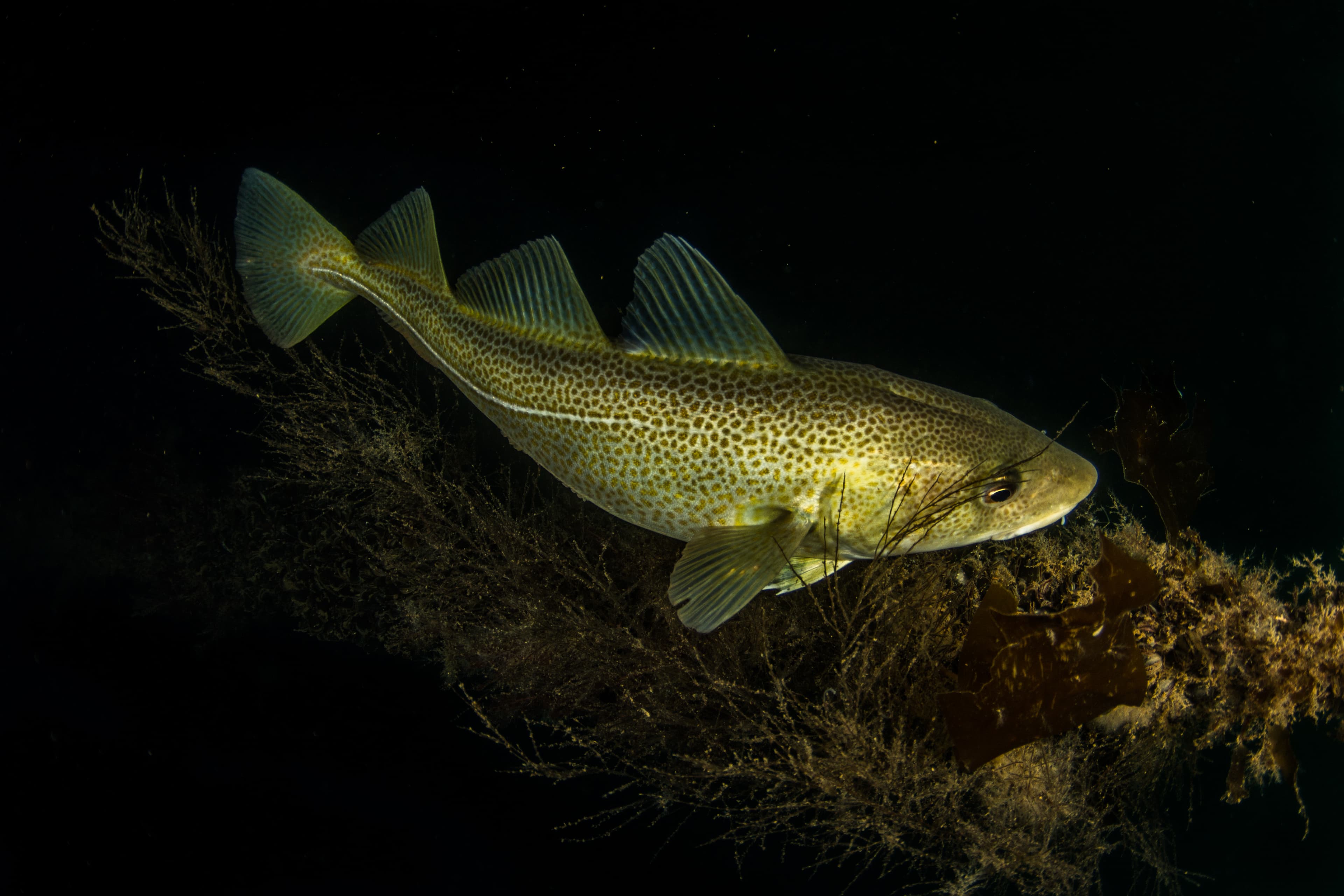 Diving-Styrtan-Akureyri