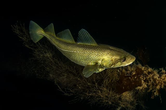 Diving-Styrtan-Akureyri