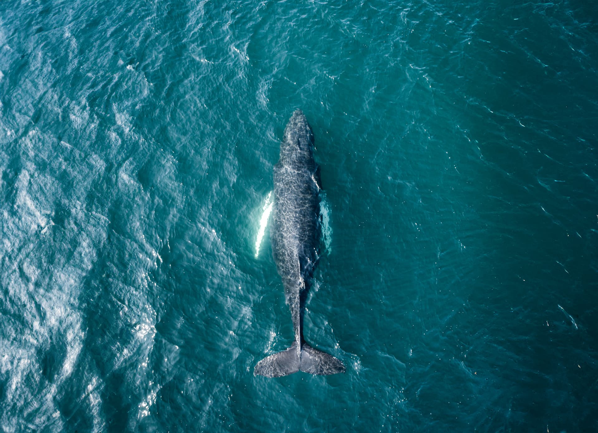 whale-watching-iceland