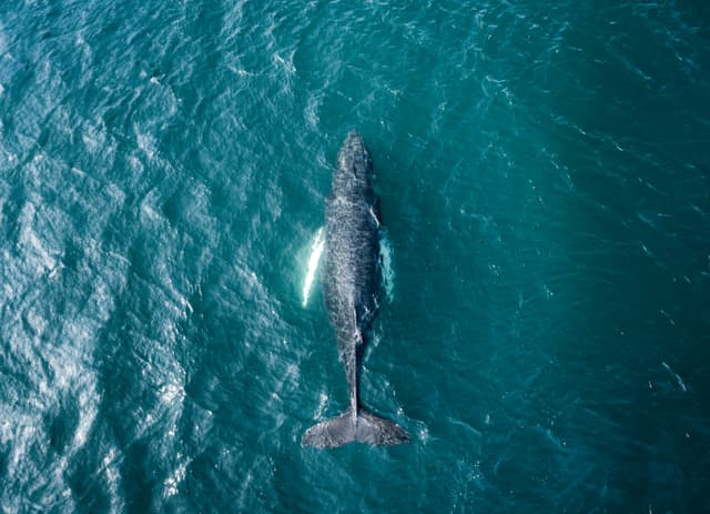 whale-watching-iceland