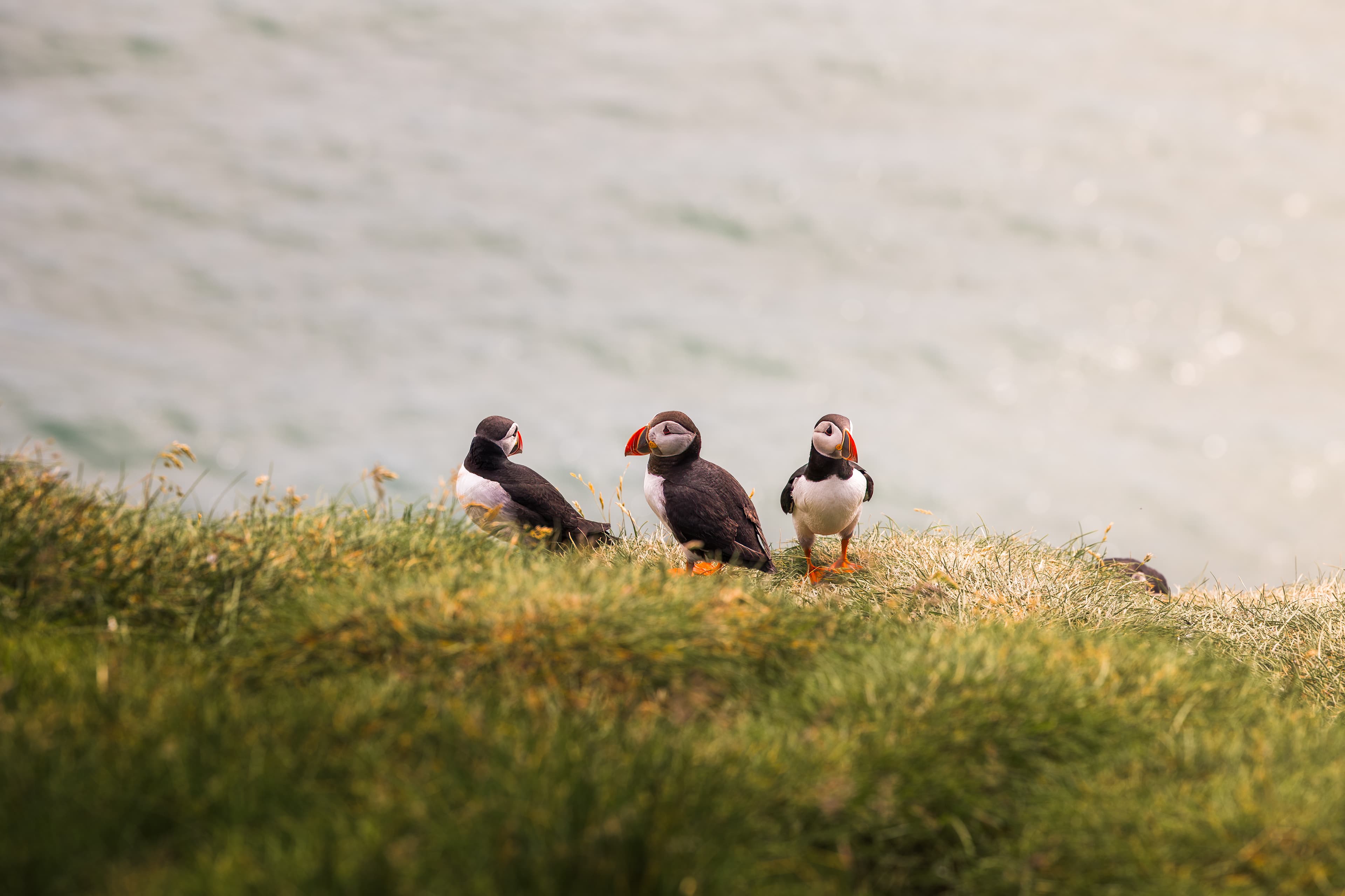 puffin-westman-islands