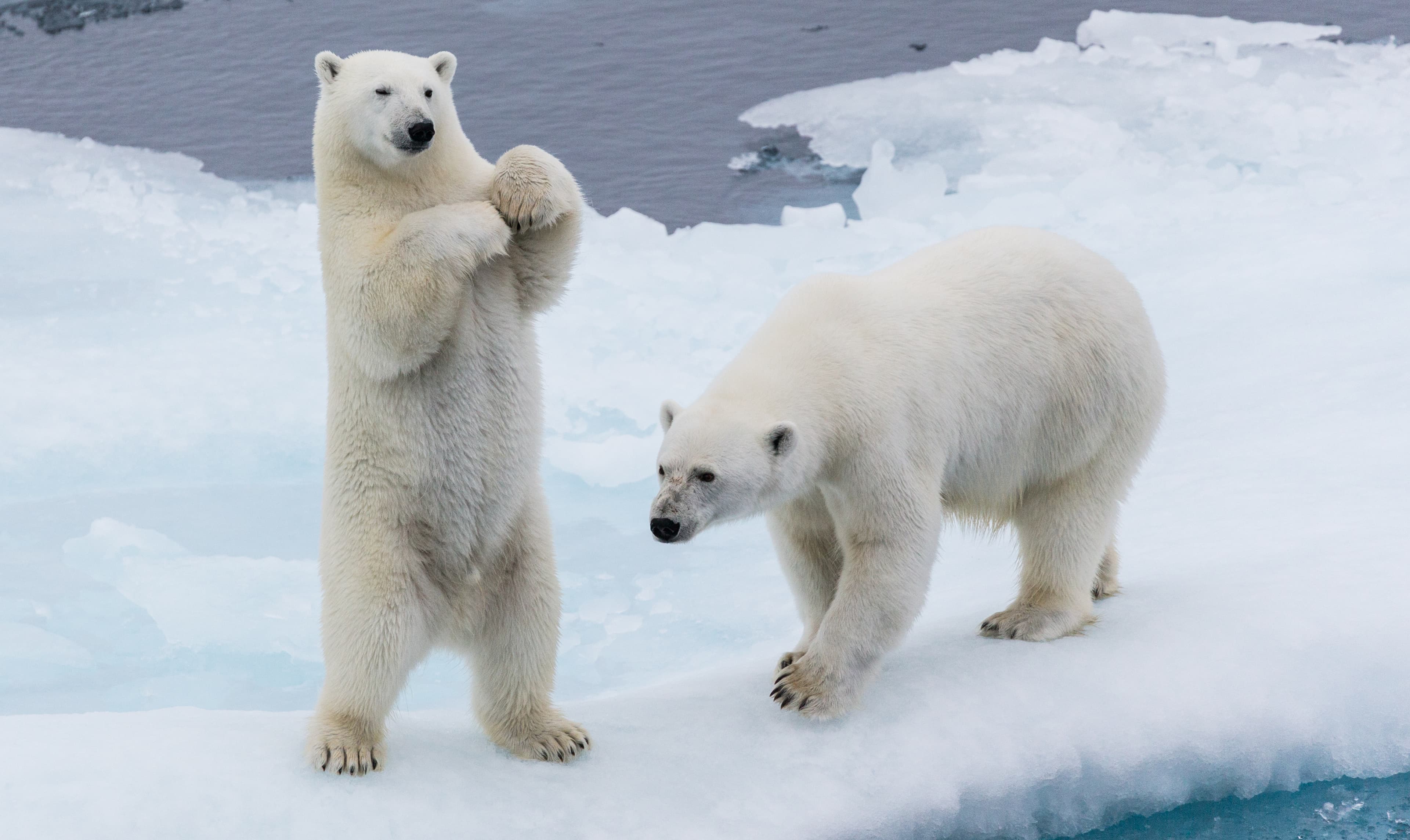 3-polar-bear