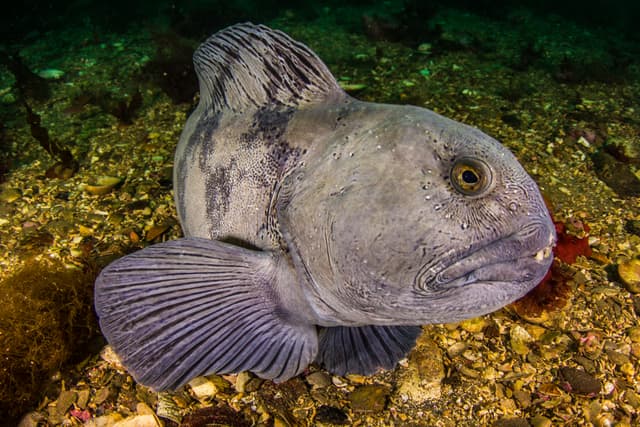 Diving-Styrtan-Akureyri