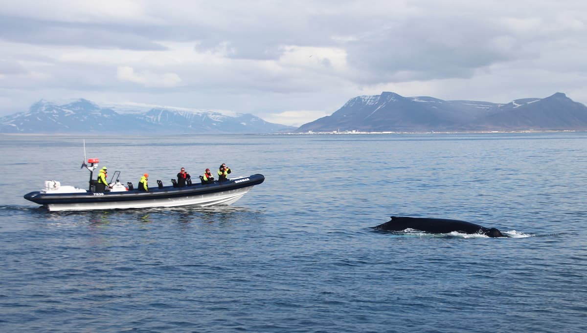 rib-boat-from-dalvik-1200x628-3
