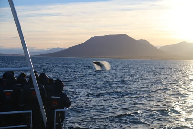 whales of iceland12