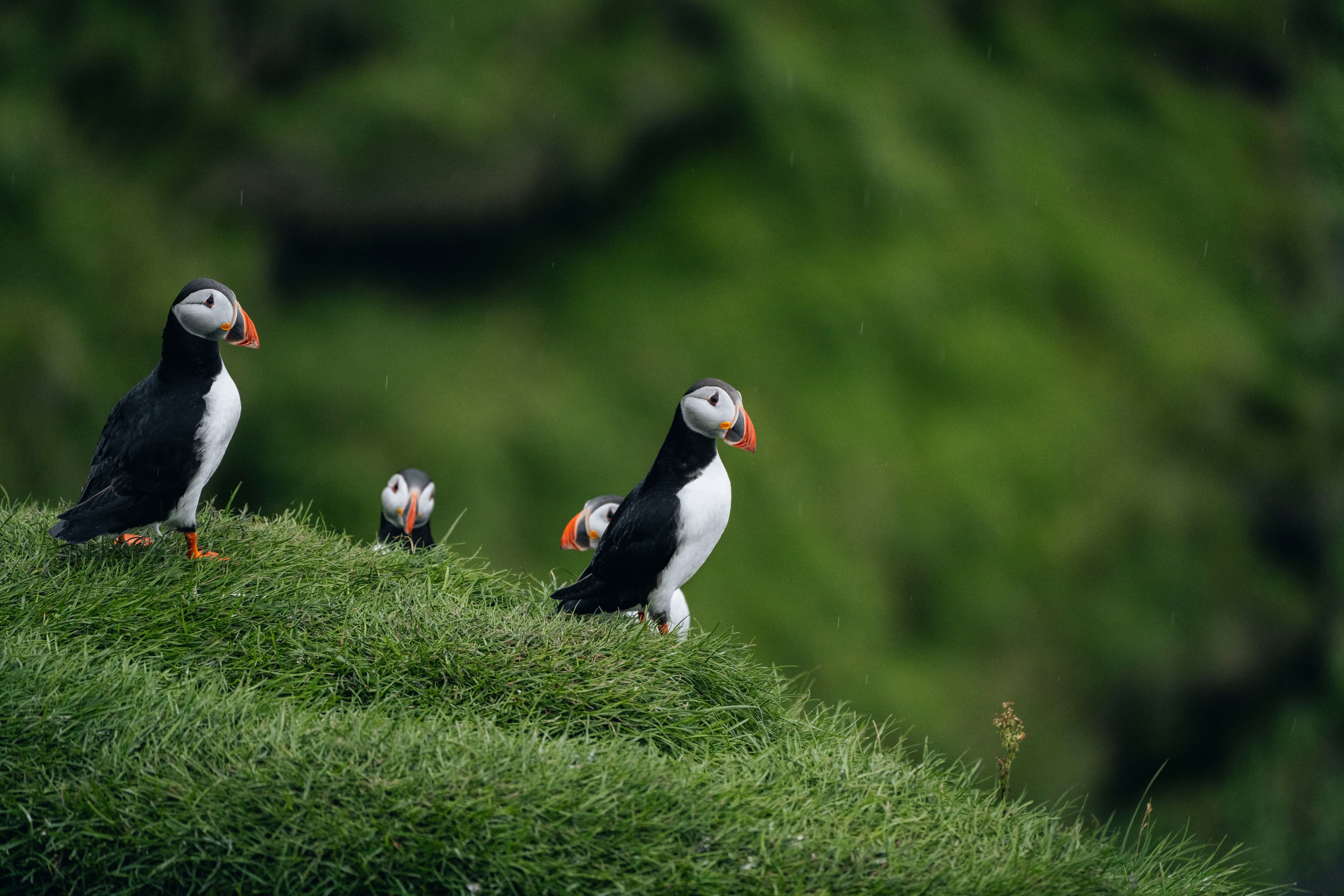 puffin-westmanni-slands