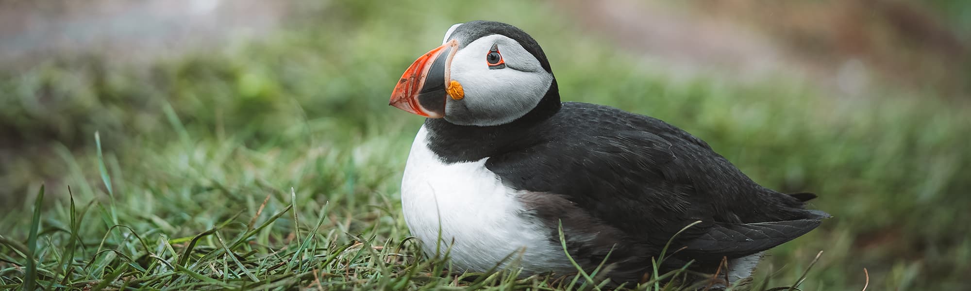 puffin