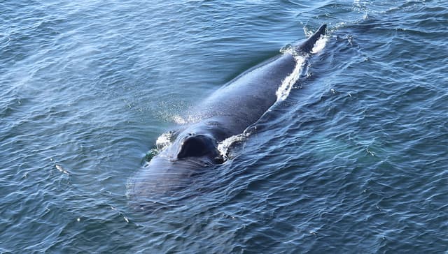 rib-boat-from-dalvik-1200x628-5