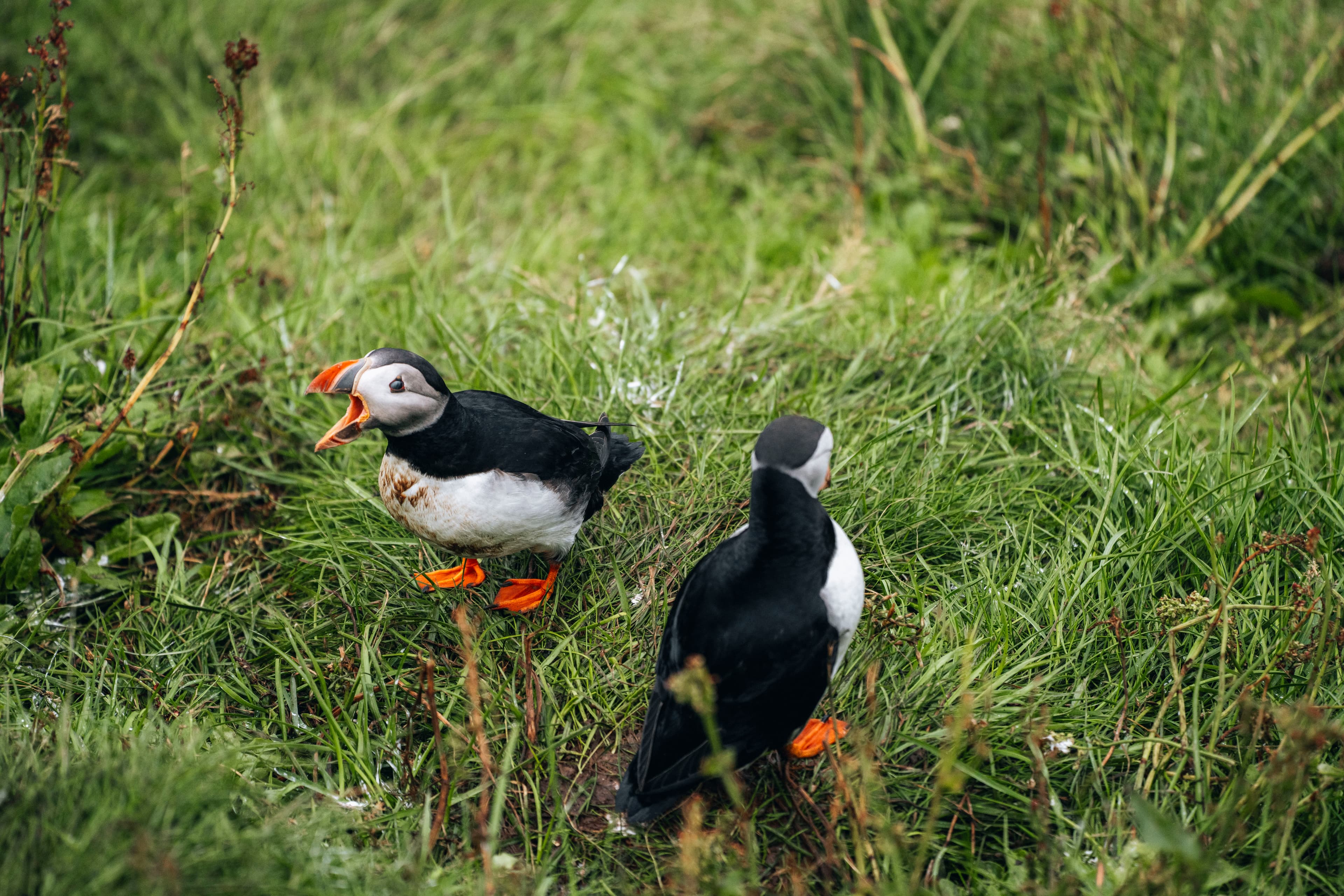 puffin-westmanni-slands