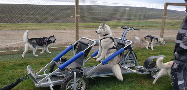 Dog-sledding-iceland