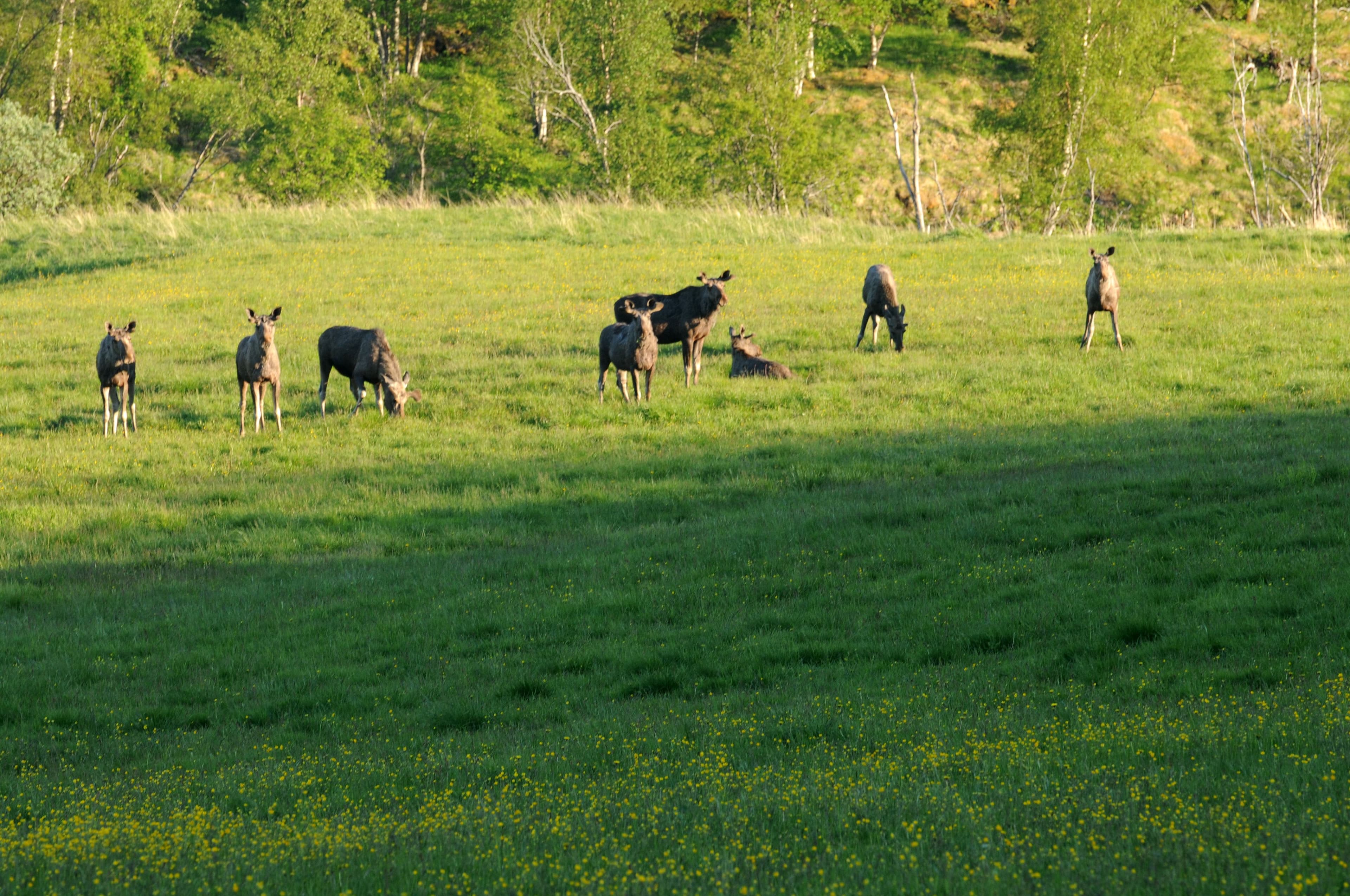 Group-of-mooses