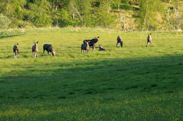 Group-of-mooses