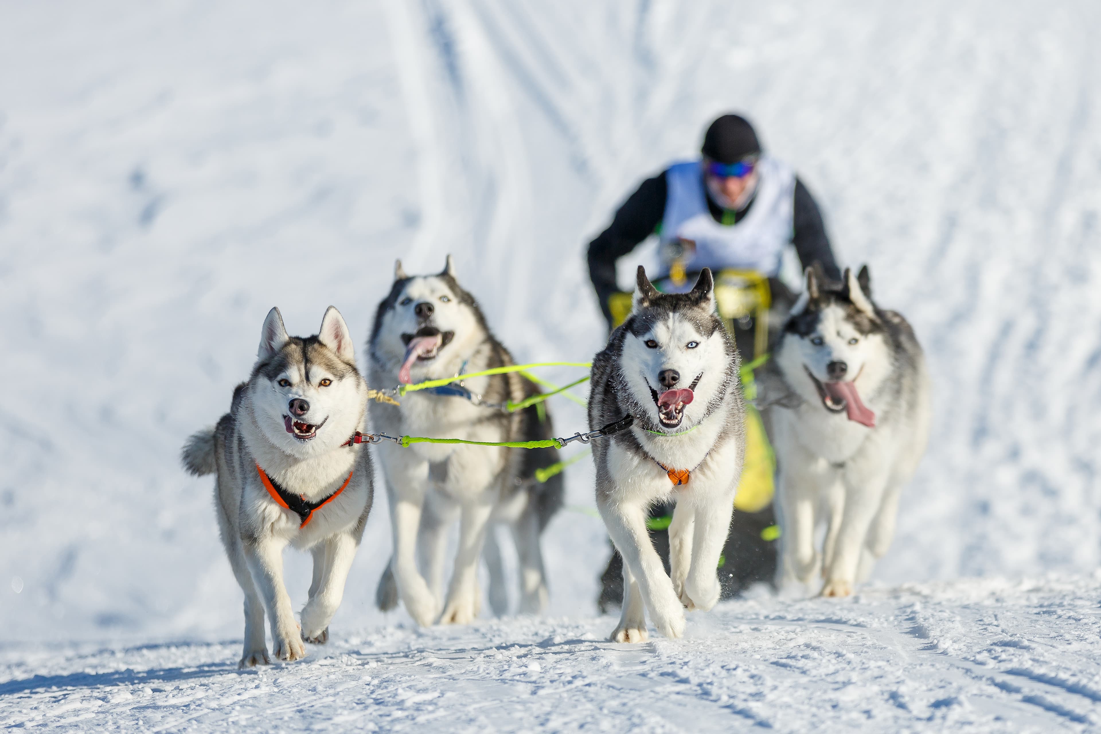 Dog sled racing