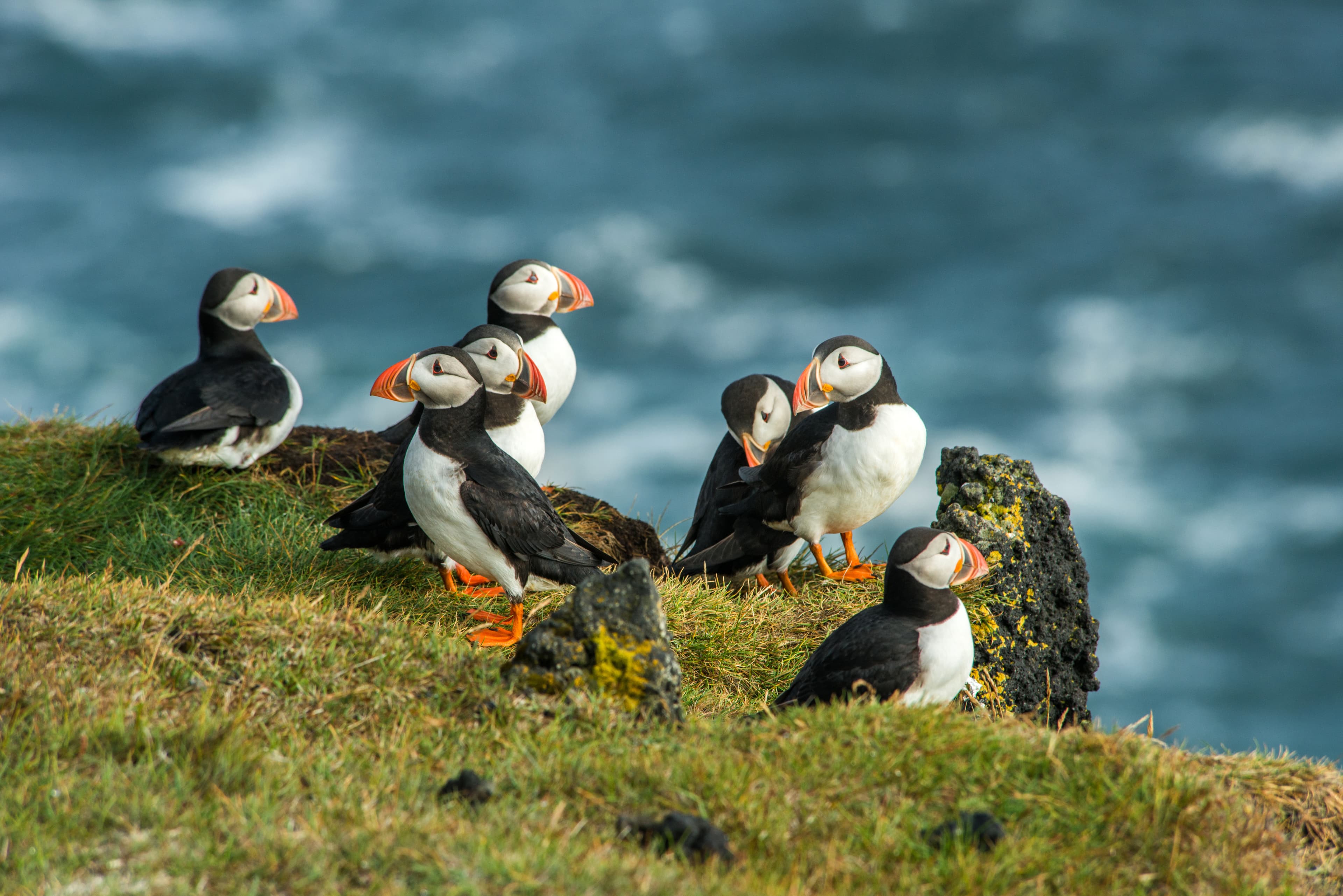 Puffin-Heimaey coast