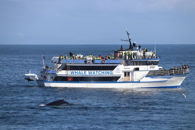 whale watching from reykjavik 41