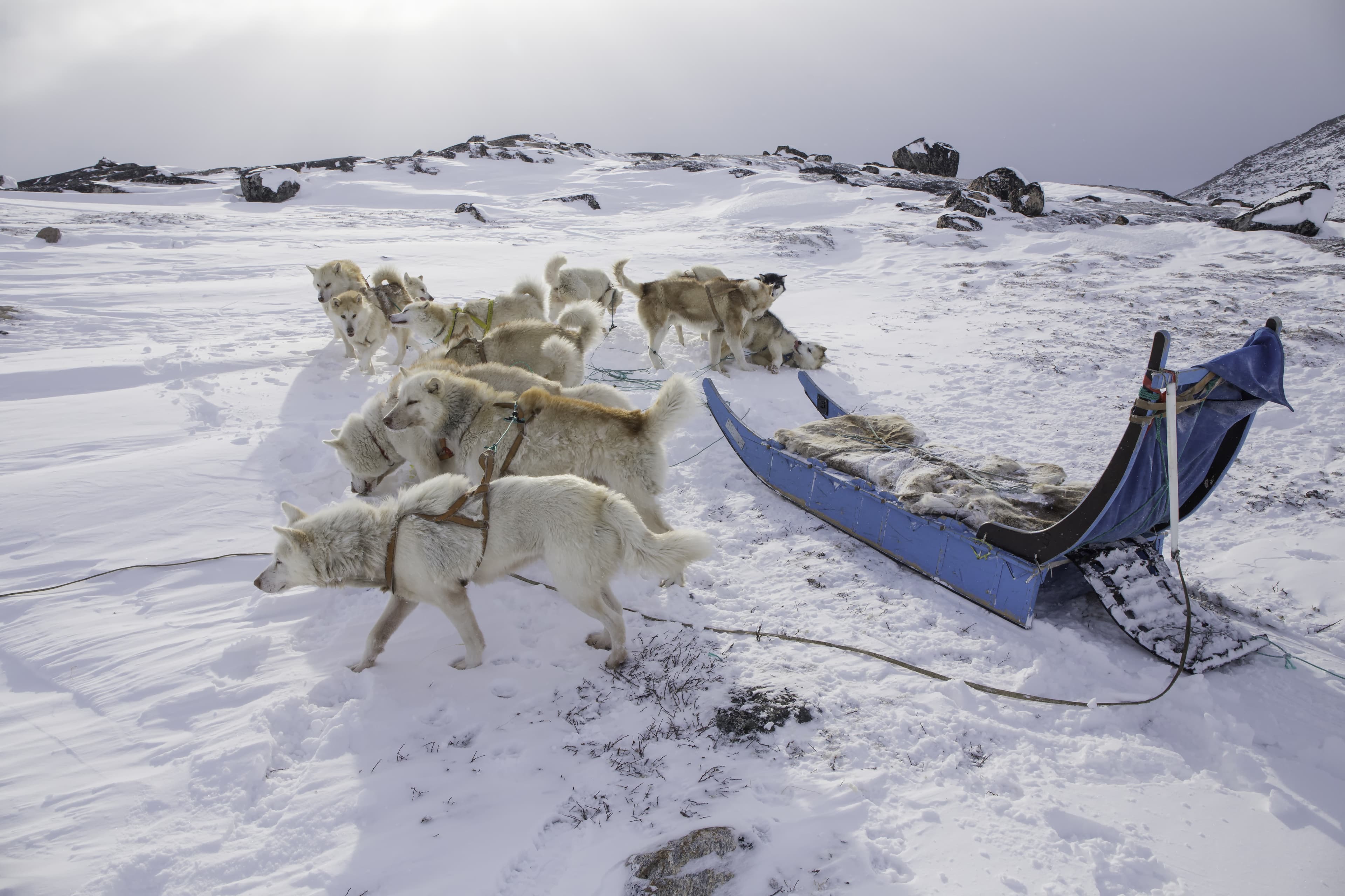dogsled
