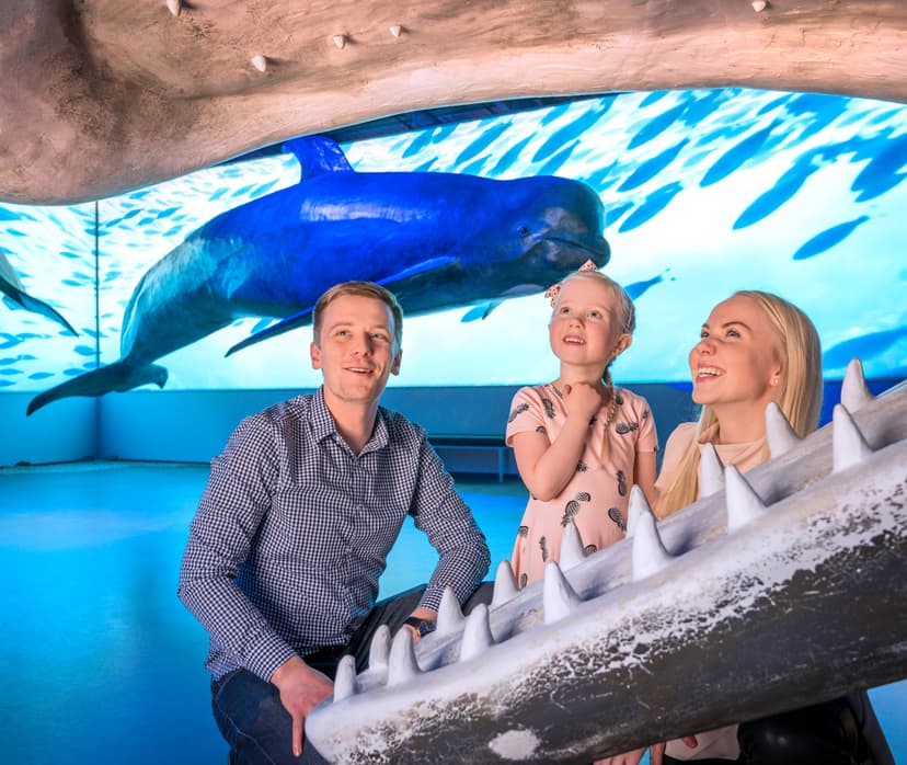 Whales of Iceland