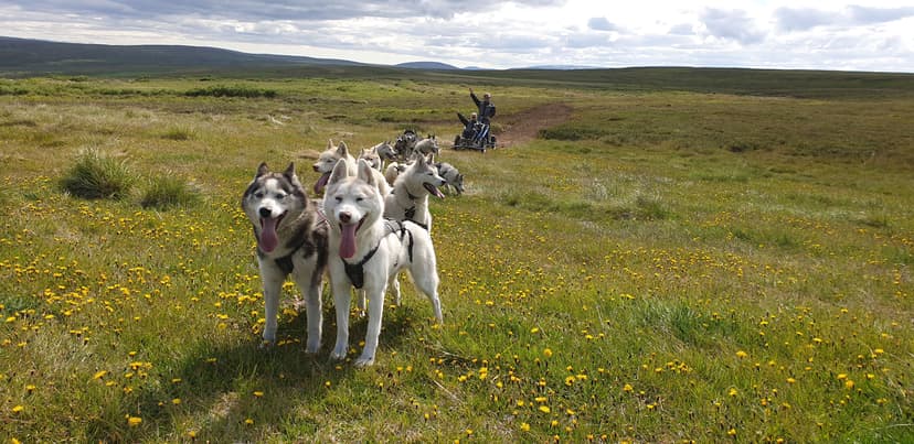 Dog-sledding-iceland